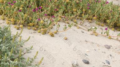 爬虫植物太平洋<strong>海洋</strong>桑迪海滩加州海岸美国沙子小花石头绿色植物海自然植物植物区系恩人恢复沿海<strong>生态</strong>系统